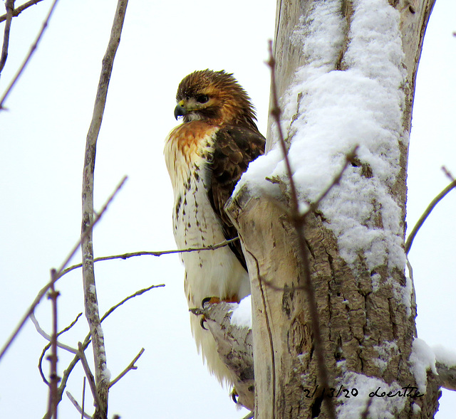 Red-tailed Hawk, today in our neighborhood.