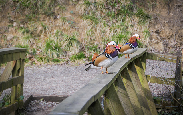 A 'Happy fence Friday' .. from Dj...