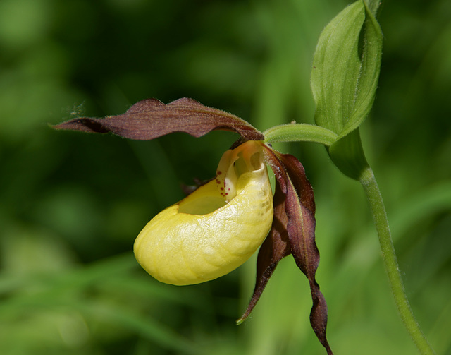 Gelber Frauenschuh (Cypripedium calceolus)