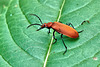 Red-Headed Cardinal Beetle - Pyrochroa serraticornis