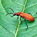 Red-Headed Cardinal Beetle - Pyrochroa serraticornis