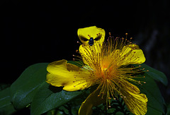 Johanniskraut, draufgeschaut.