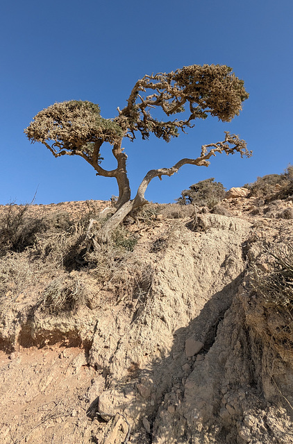 Un arbre solitaire en zone désertique Un arbre solitaire en zone désertique