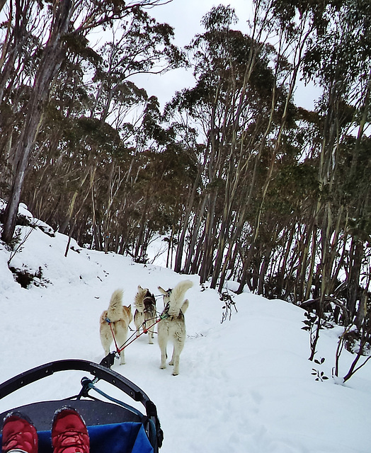 Mt Baw Baw day trip