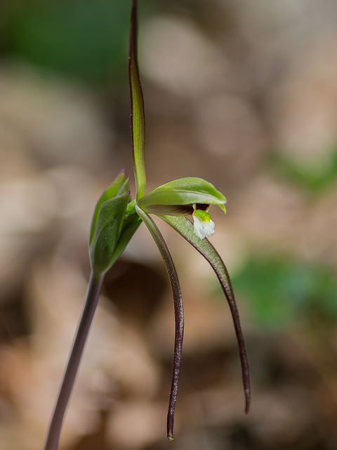 Isotria verticillata (Large Whorled Pogonia orchid)