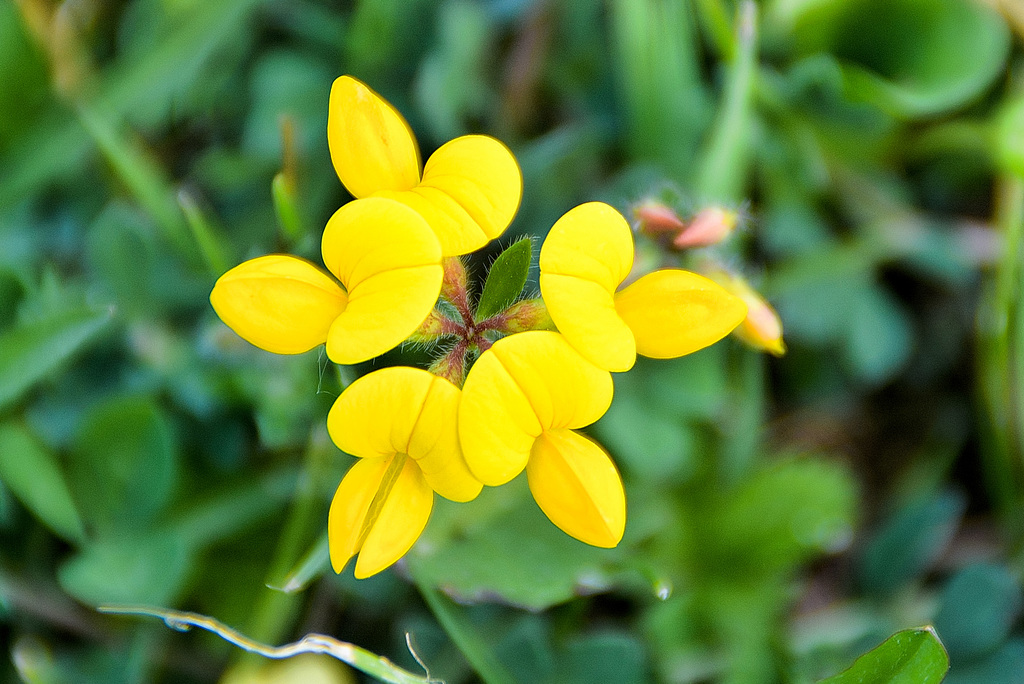 Gewöhnlicher Hornklee (Lotus corniculatus)