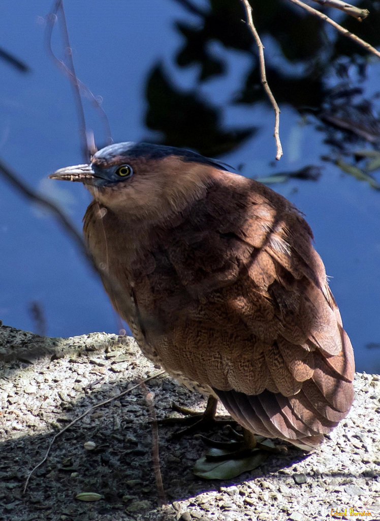 Komischer Vogel