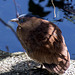 Komischer Vogel