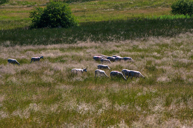 Grazing Sheep