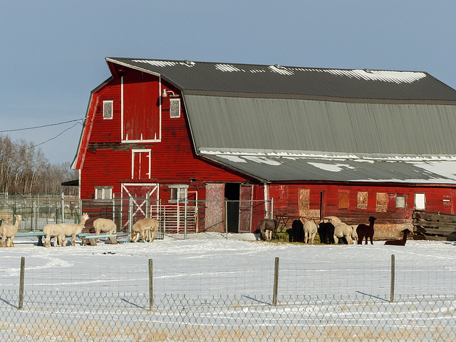 Alpaca farm