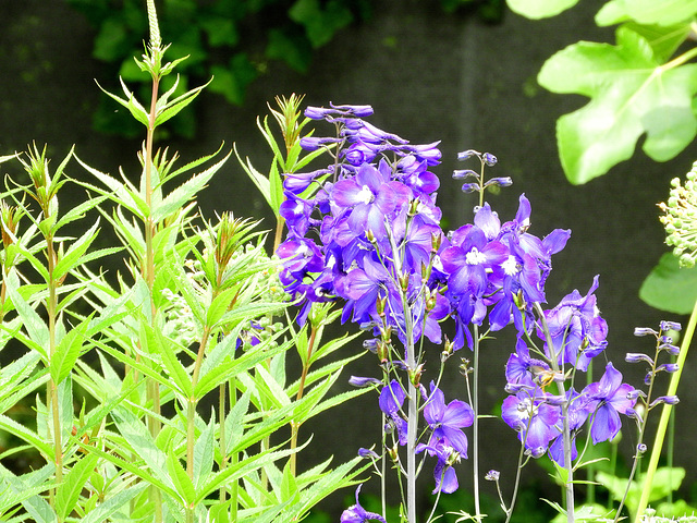 Delphinium