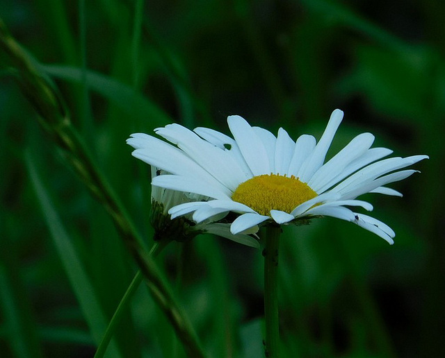 Marguerite...