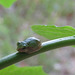 Tiny tree frog