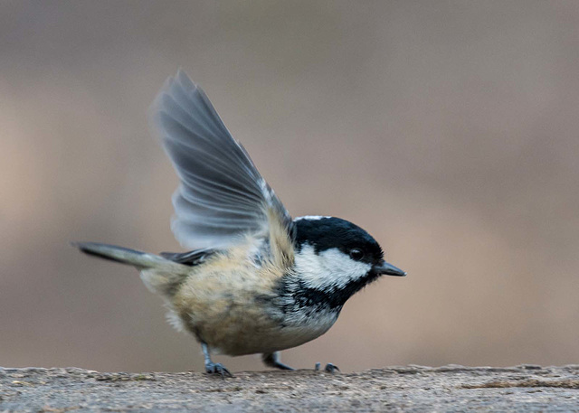 Coal tit12