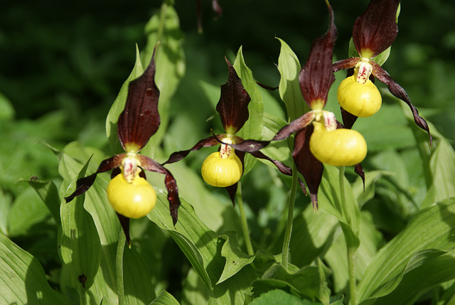 Gelber Frauenschuh (Cypripedium calceolus)