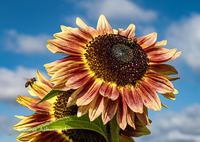 Sunflower (Marley Helianthus annulus)