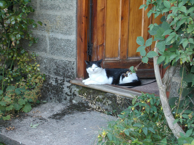 bwc - doorstep cat