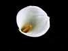 Zantedeschia