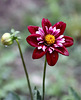 DAHLIA MIGNON 'Mary Evelyn'