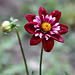 DAHLIA MIGNON 'Mary Evelyn'