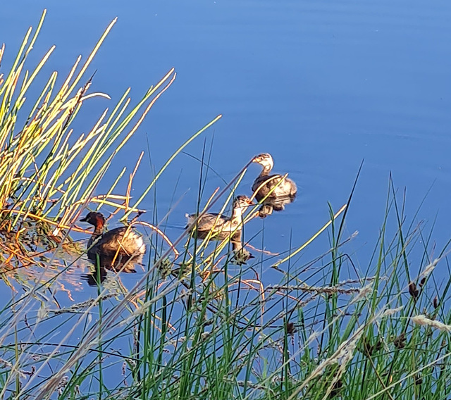 Australasian grebes