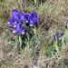 Iris chamaeiris, Zwerg-Iris - 2016-03-13--D4_DSC5188