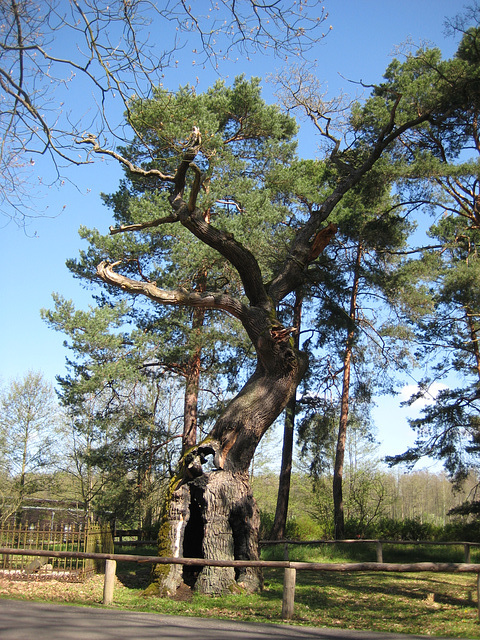 Bosdorfeiche in Glashütte