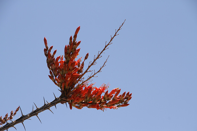 Ocotillo