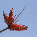 Ocotillo