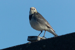 Pied Wagtail (1) - 3 February 2019