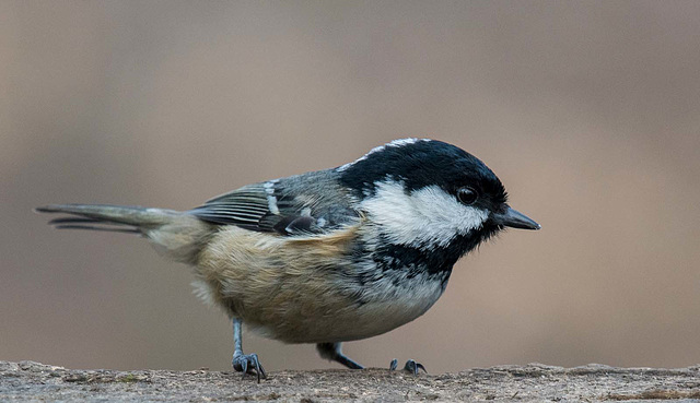 Coal tit13