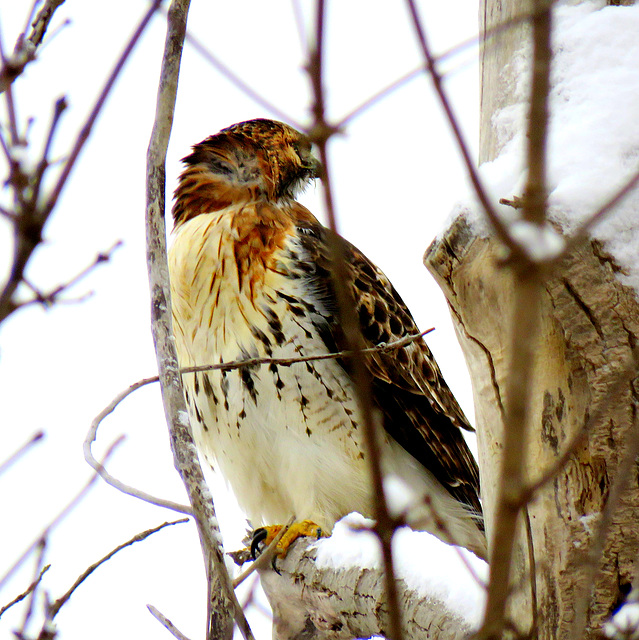 Red-tailed Hawk, today in our neighborhood.