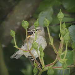 Gobe mouche ....  Non :-)