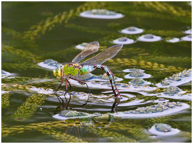 EF7A0123 Dragonfly