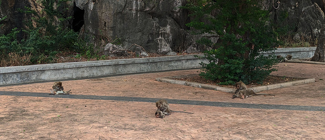 Singes faisant leur toilette / Monkeys grooming themselves