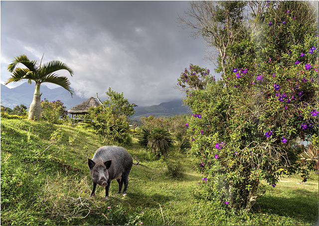 Wild Boar, Periyar