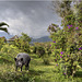 Wild Boar, Periyar