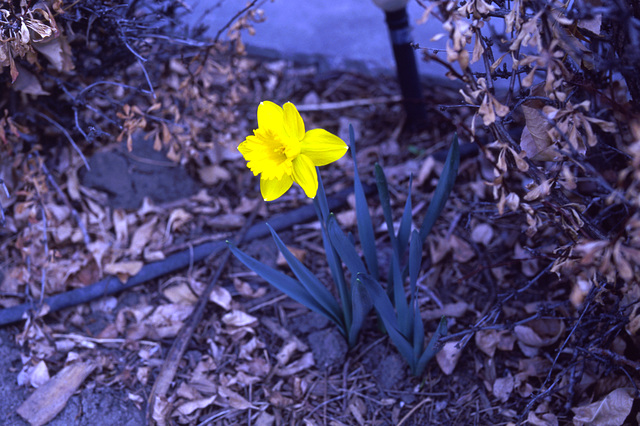 My lone daffodil
