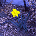My lone daffodil