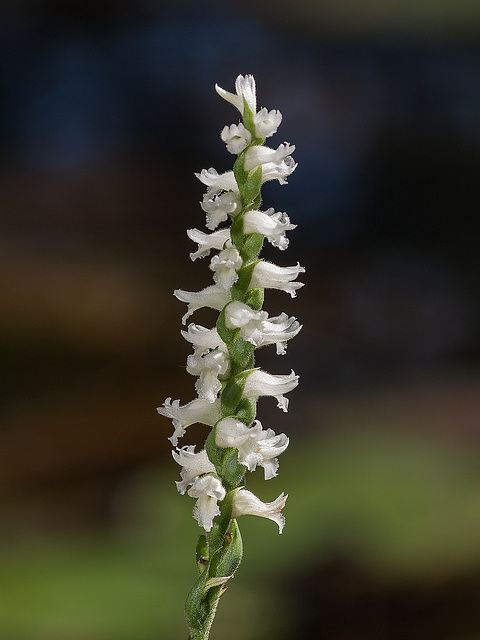 Spiranthes cernua 04