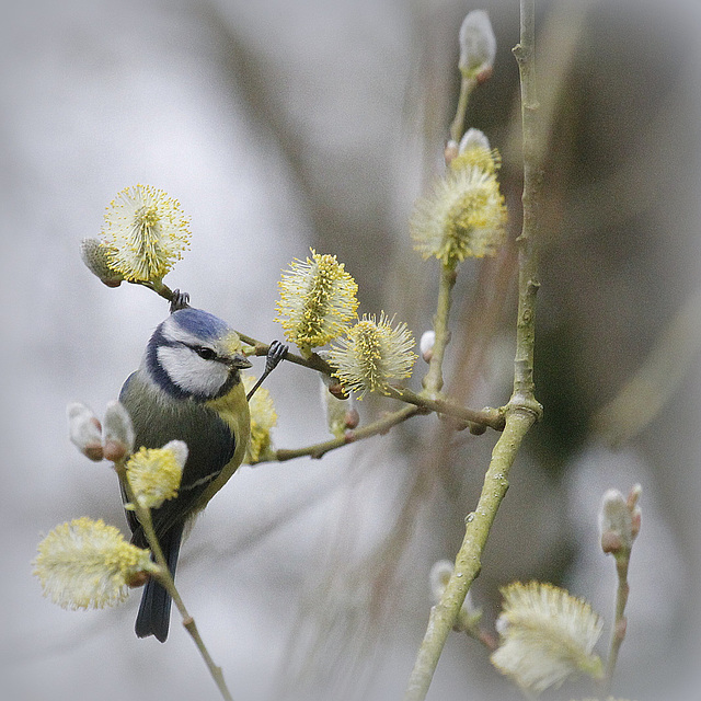 Mésange bleue