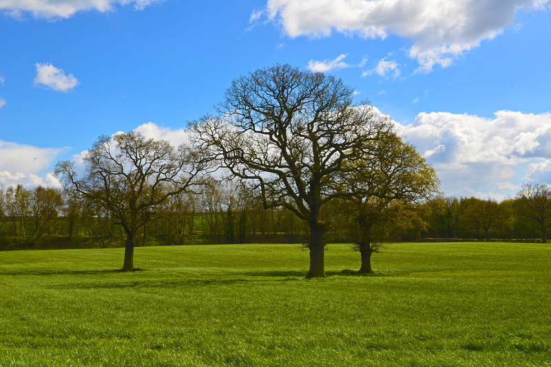 Gnosall fields