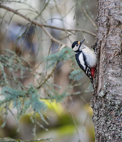 another visitor today...beautifully fluffy