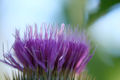 DSCF6623