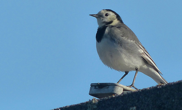 Pied Wagtail (2) - 3 February 2019