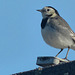 Pied Wagtail (2) - 3 February 2019