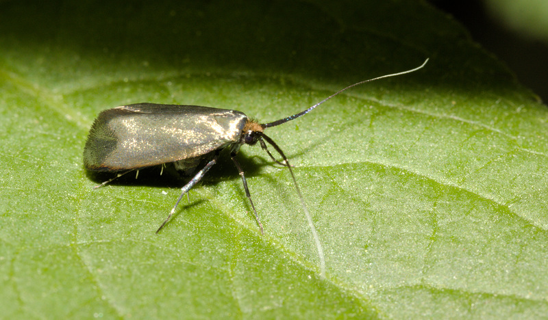 MothIMG 4456