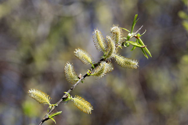 Spring Trees