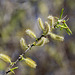 Spring Trees