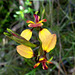 diuris longifolia
